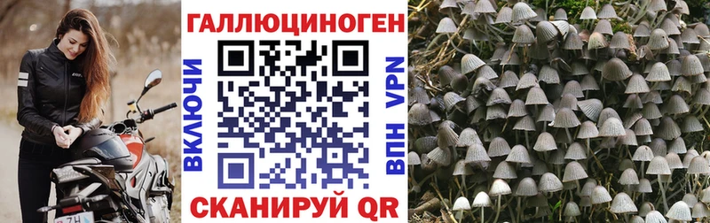 как найти закладки  Пестово  Псилоцибиновые грибы мицелий 